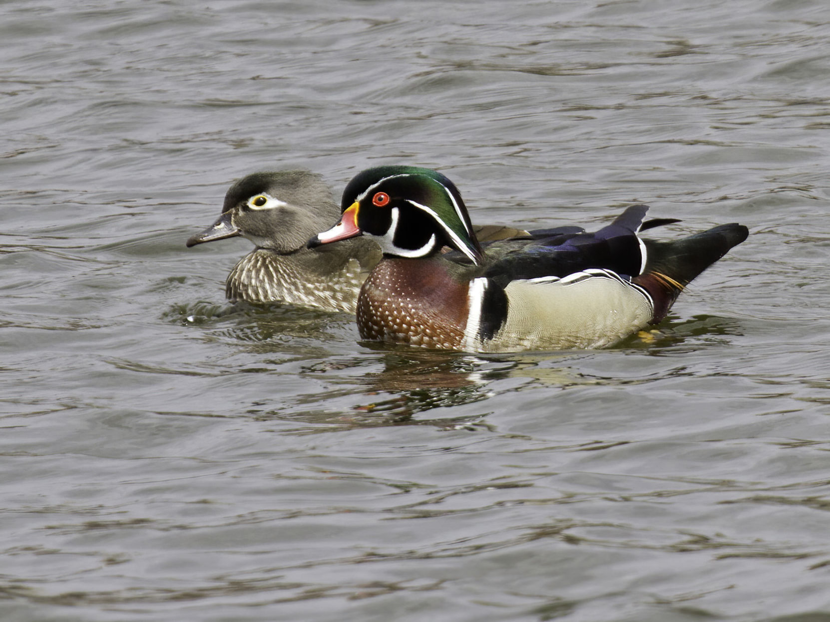 Wood Duck